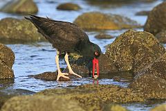 Black Oystercatcher